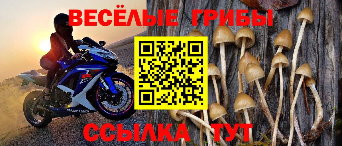 Чернушка  наркошоп  Вход с VPN  Псилоцибиновые грибы GOLDEN TEACHER 