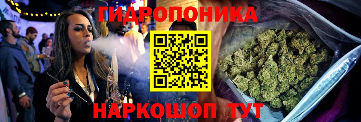 Конопля гибрид Чернушка